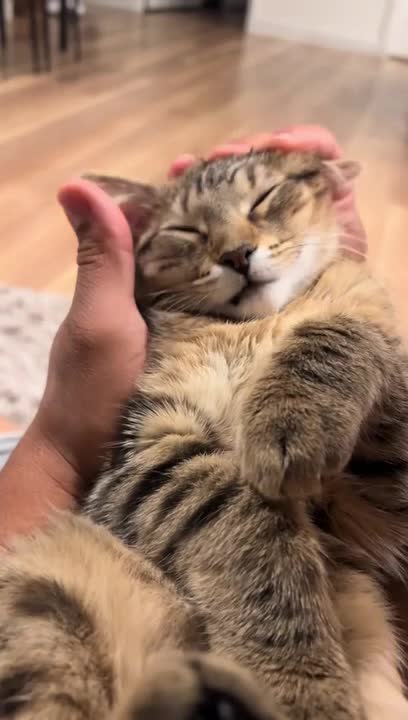 Cat Makes Human-like Sound When Owner Kisses Her
