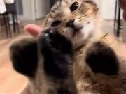 Cat Makes Human-like Sound When Owner Kisses Her