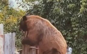 Bear Breaking Fence to Move Out of Backyard