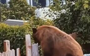 Bear Breaking Fence to Move Out of Backyard