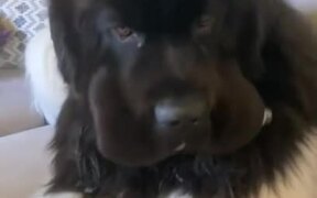 Dog Tries to Hide Owner Water Bottle in His Mouth
