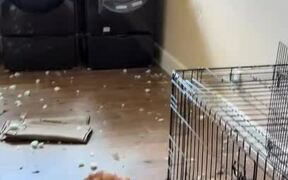 Dog Escapes Kennel to Bite off Pieces of Wall