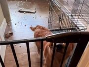 Dog Escapes Kennel to Bite off Pieces of Wall