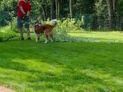 Dog Playfully Bothers Owner While He Cleans Garden