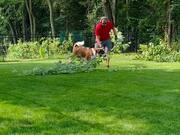 Dog Playfully Bothers Owner While He Cleans Garden