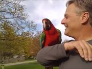 Macaw Imitates Owner and Converses With Him