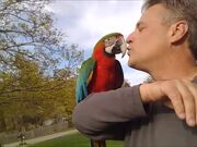Macaw Imitates Owner and Converses With Him