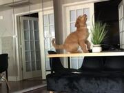 Dog Jumps on Table to Get Its Toy Stuck On Lights