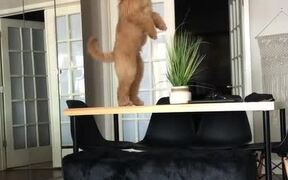 Dog Jumps on Table to Get Its Toy Stuck On Lights