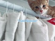 Rescued Kitten Clings to Curtain Rod in Bathroom