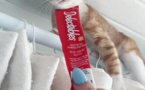 Rescued Kitten Clings to Curtain Rod in Bathroom