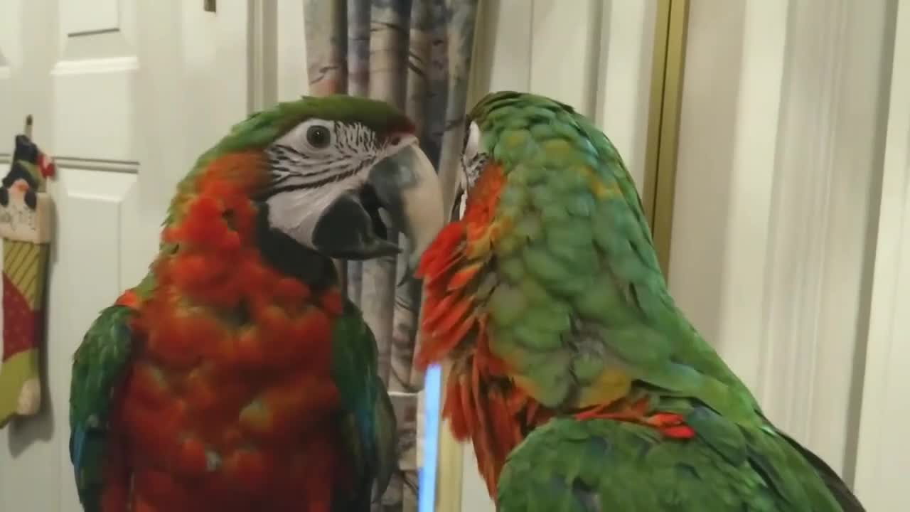 Macaw Carefully Examines Her Mirror Reflection