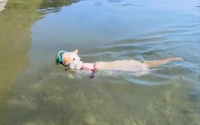 Cat Enjoys Swimming at His Favorite Lake