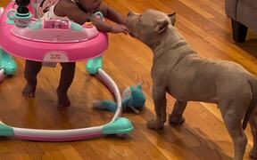 Mother Calls Out Pet Pit Bull Licking Kid's Hand