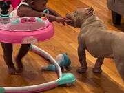 Mother Calls Out Pet Pit Bull Licking Kid's Hand