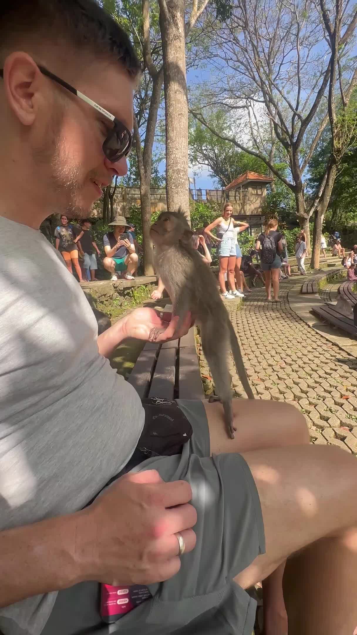 Monkey Scratches Guy's Nose at Monkey Park