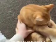 Cat Interrupts Owner's Social Media Trend Attempt