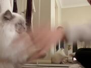 Person Gives Self Defence Training to Cat