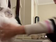 Person Gives Self Defence Training to Cat