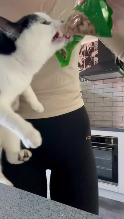 Cat Ends Up Tearing Nuts Bag