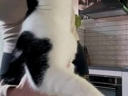 Cat Ends Up Tearing Nuts Bag