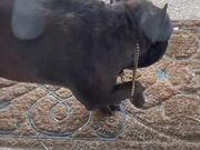 Dog Struggling With Paw Stuck Asks For Help