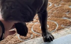 Dog Struggling With Paw Stuck Asks For Help