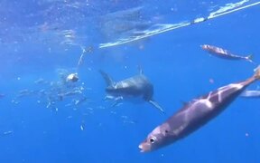 Shark Gets Lured With Prey