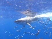 Shark Gets Lured With Prey