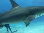 Great Hammerhead Shark Encircles Diver