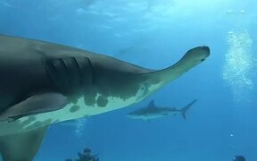 Great Hammerhead Shark Encircles Diver