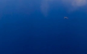 Marlin Eats Fish