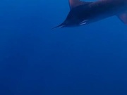 Marlin Eats Fish