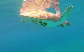 Person Documents Sea Turtles