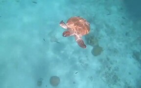 Person Documents Sea Turtles