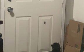 Cat Gags When Owner Asks Him to Kill Bug