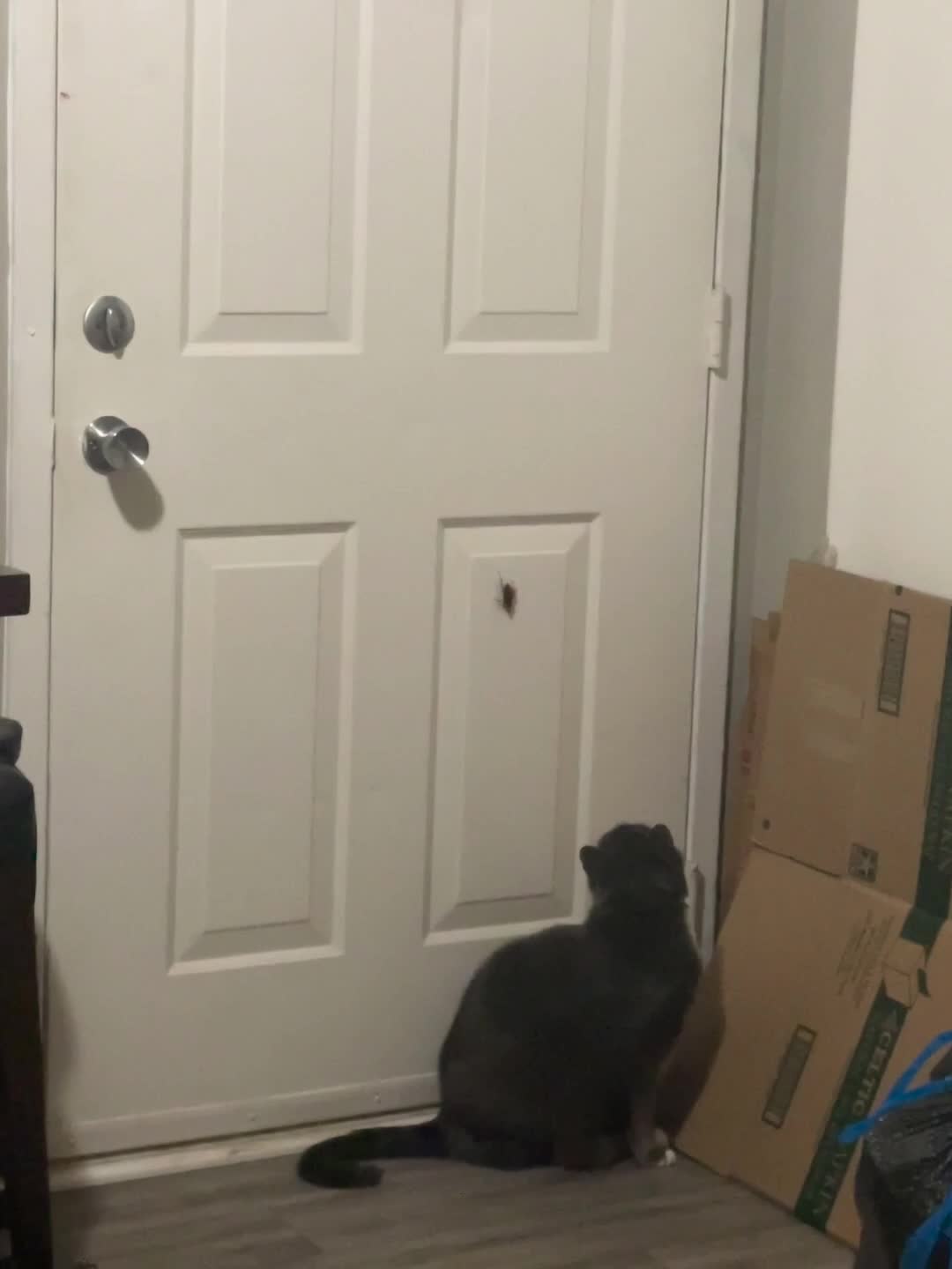Cat Gags When Owner Asks Him to Kill Bug