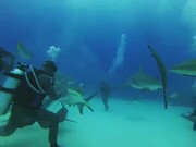 Divers Get Surrounded by Group of Sharks