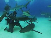 Divers Get Surrounded by Group of Sharks