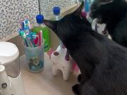 Cat Tries to Eat Toothbrushes