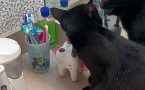 Cat Tries to Eat Toothbrushes