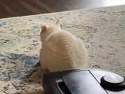 Cat Watching TV Stays Still