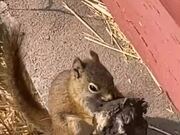 Squirrel Grabs Mushroom in His Mouth