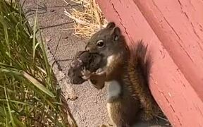 Squirrel Grabs Mushroom in His Mouth