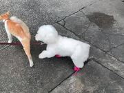 Owner Takes Dog to Her Cat Friend for Playtime