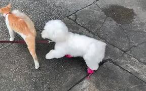 Owner Takes Dog to Her Cat Friend for Playtime