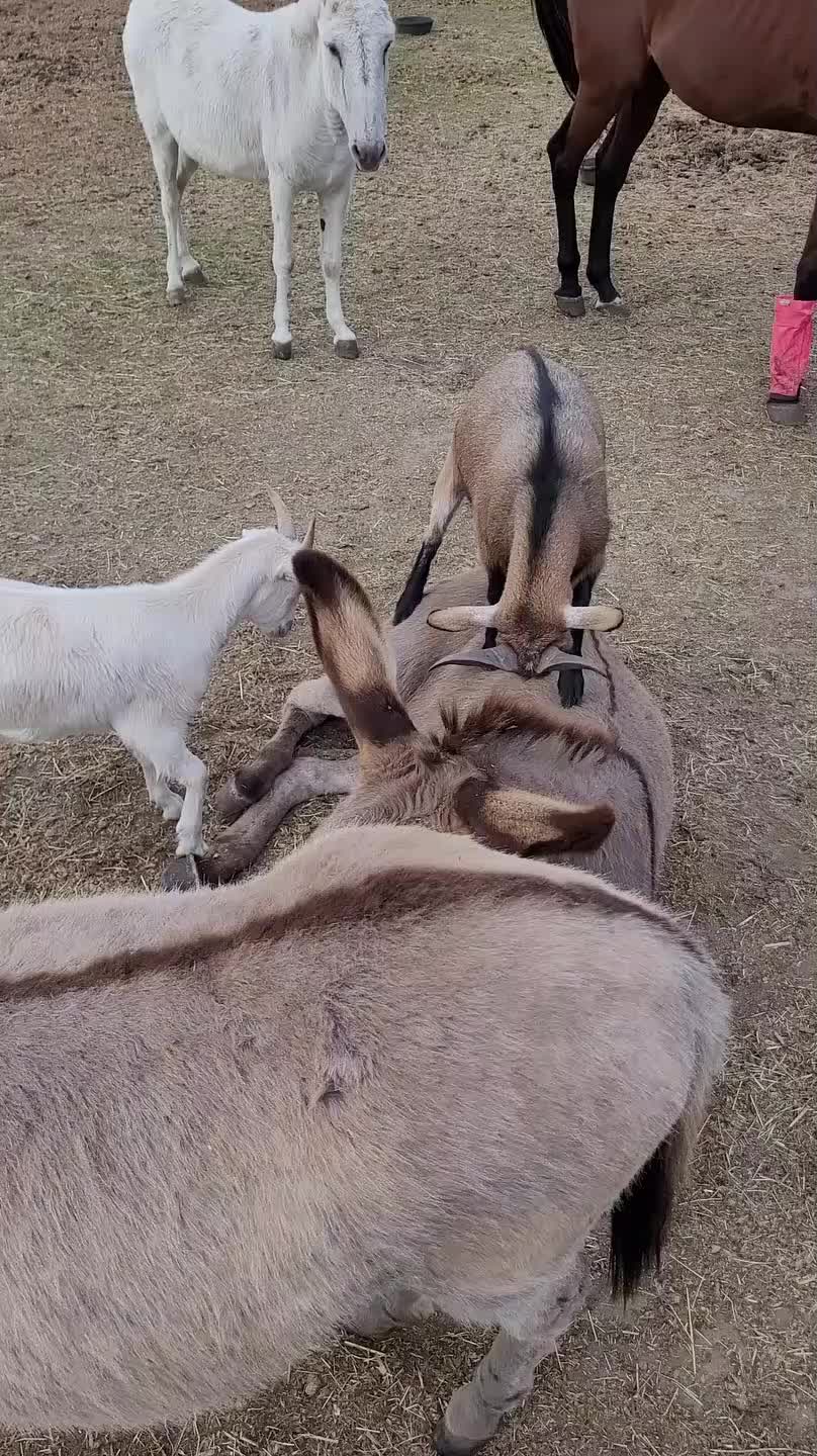 Goat Plays With Donkey and Climbs on Their Back
