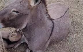 Goat Plays With Donkey and Climbs on Their Back