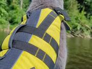 Cat Enjoys His 1st Ever Paddleboarding Experience