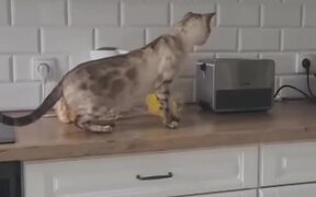 Cat Freaks Out When Bread Pops Out of Toaster